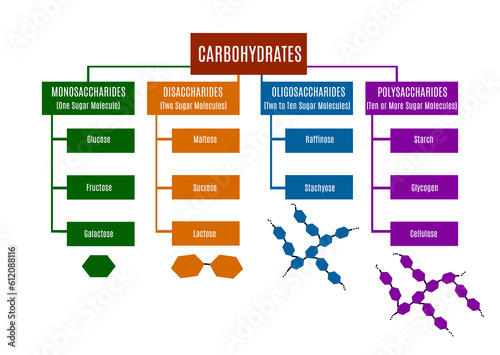 Classification of the various types of carbohydrates. Instructional scheme photo