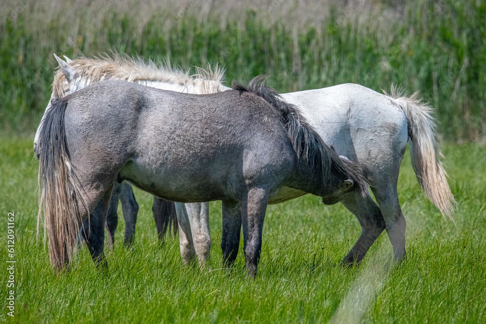 Pure white steed exploring vast meadow Pure white steed exploring vast meadow