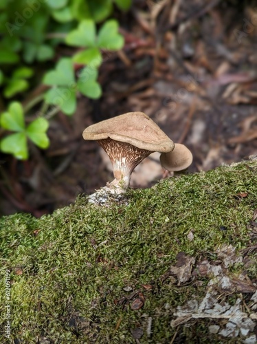 panus conchatus mushroom in the Muir Woods National Monument forest photo