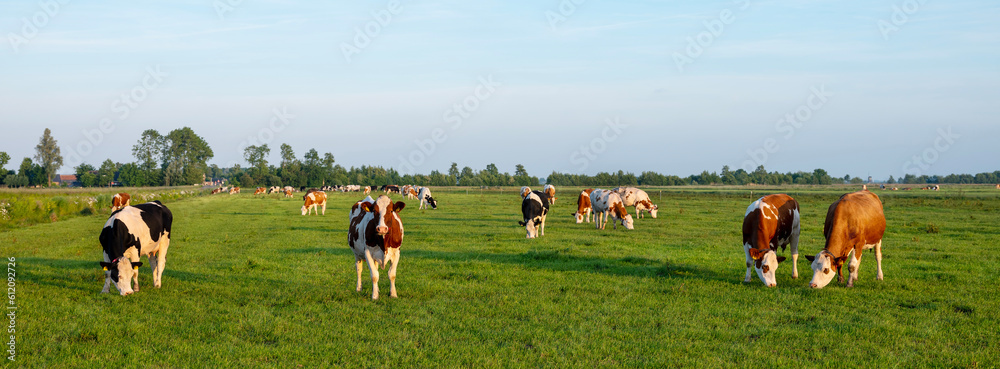 spotted cows in evening sun near amsterdam under blue sky reflected in water of ditch