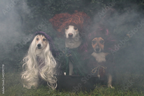 Hocus Pocus Dogs photo