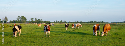 Obraz na płótnie spotted cows in evening sun near amsterdam under blue sky reflected in water of ditch w salonie