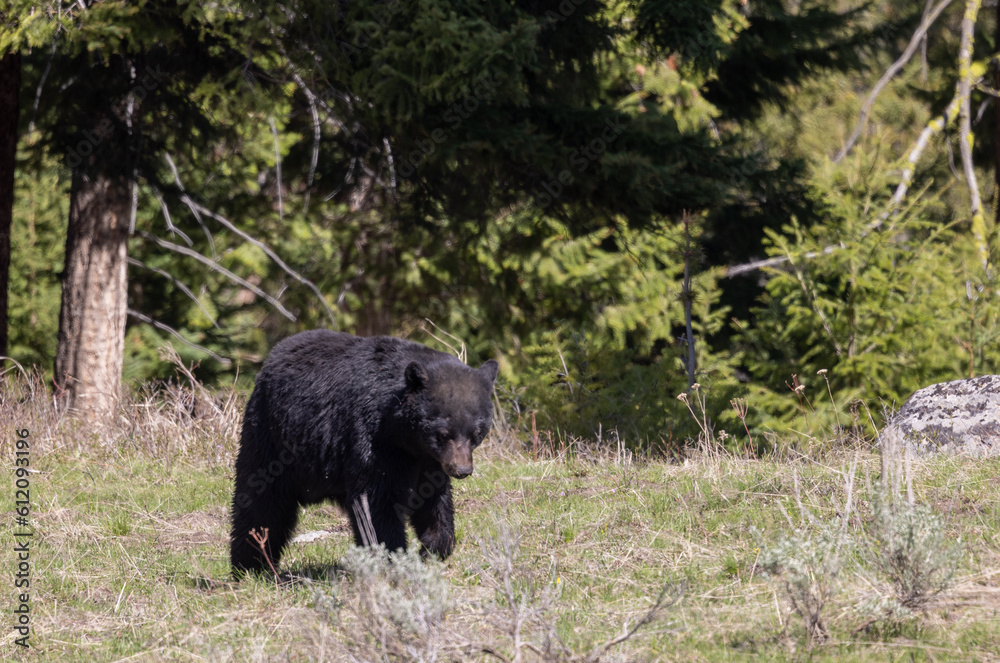 Black Bear in Yellowstone National Park In spring Black Bear in Yellowstone National Park In spring