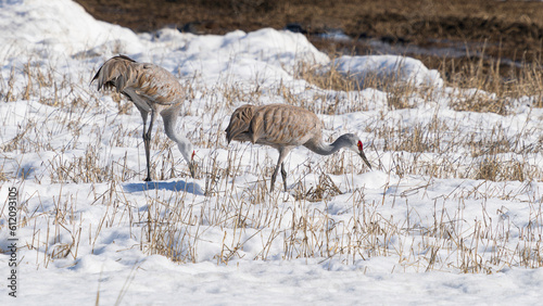 Lesser Sandhill Crane Pair in Alaska