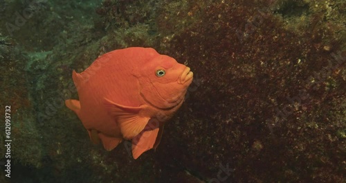 Male garibaldi tending to his egg mass.