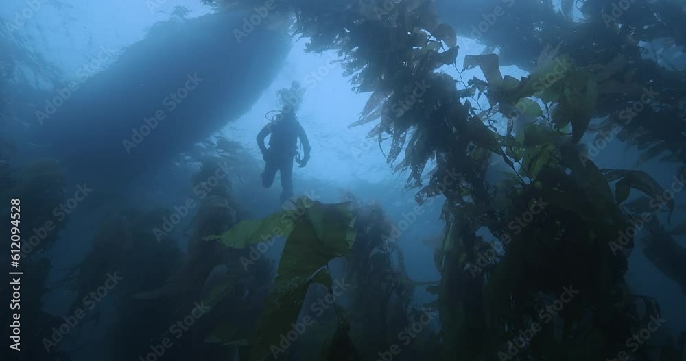 Scuba diver descending from boat in kelp. Scuba diver descending from boat in kelp.