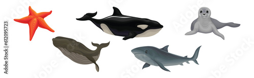 Marine Habitant with Orca Whale, Fur Seal, Starfish and Shark Vector Set