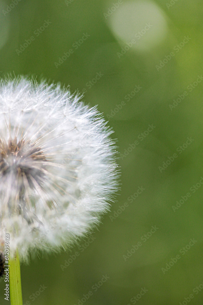 Fototapeta premium macro in the light