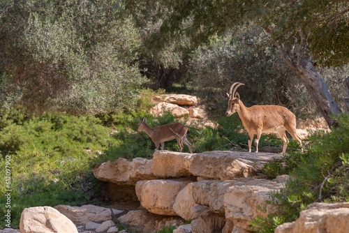 National Park Ibex, trees and landscape at Paula and Ben Gurion' grave site at Kibbutz Sde Boker in the Negev Desert in Southern Israel
 photo