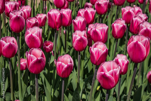 field of tulips