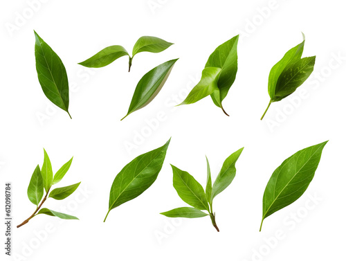 A set of green leaves isolated on a transparent or white background, png