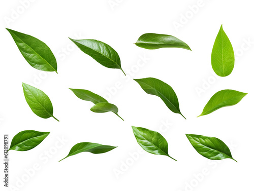 A set of green leaves isolated on a transparent or white background, png