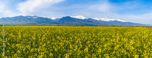 Field of rape plants with snow covered mountain peaks in the background by the road; organic farming of rape plants in Transylvania, Romania; rapeseed oil source