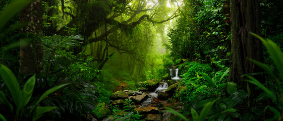 Glasbilder Natur Tropical rain forest in Central America  © quickshooting