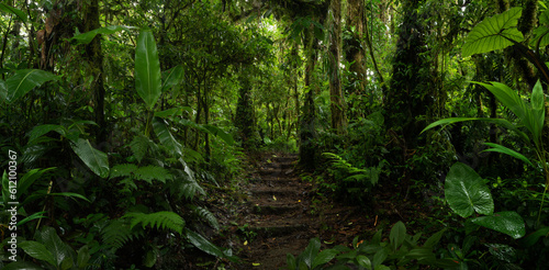 Tropical rain forest in Central America © quickshooting