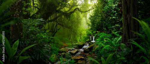 Fotografiet Tropical rain forest in Central America