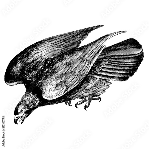 Wallpaper Mural Eagle  scientific illustration bitmap monochromatic detailed vintage retro book  Torontodigital.ca