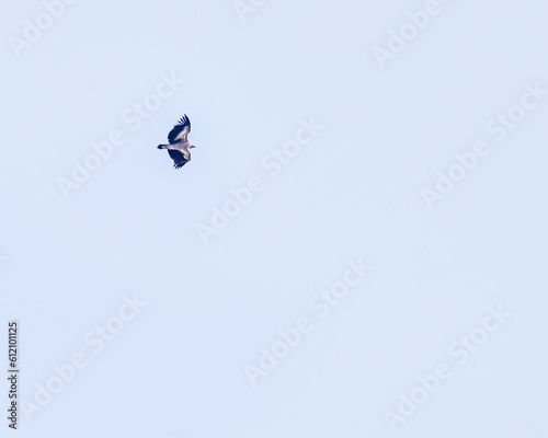 A Himalyan Griffon Vulture flying in sky photo