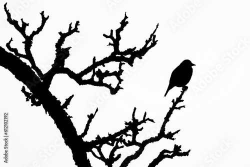 Very fat bird is sitting on the tree stick top. Black and white silhouette illustration.