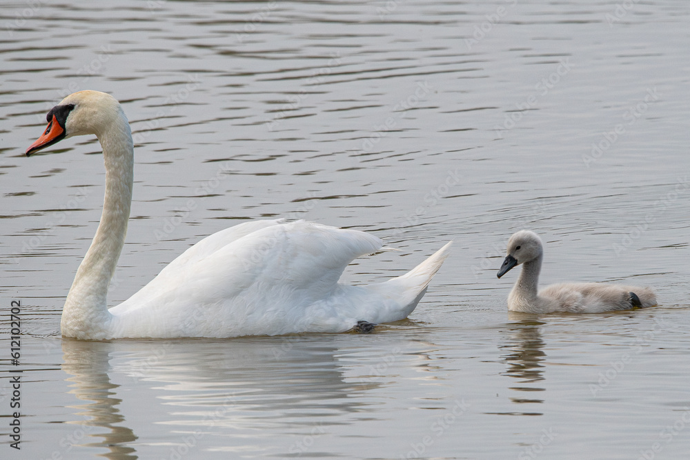 Graceful and elegant, the mute swan glides through the water, its white feathers glistening in the sunlight Graceful and elegant, the mute swan glides through the water, its white feathers glistening in the sunlight