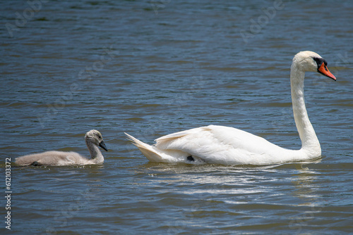 Parent swan tenderly teaches cygnet to navigate the peaceful lake