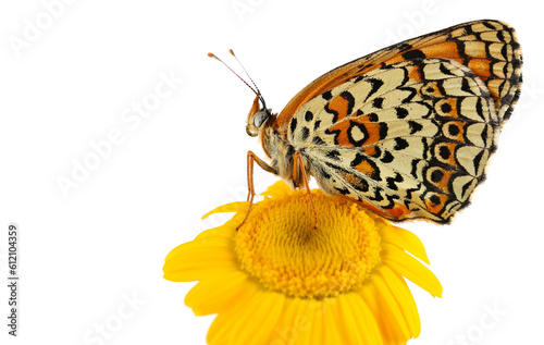 Melitaea phoebe butterfly on field yellow flower, Knapweed fritillary  isolated on white, side view, clipping photo