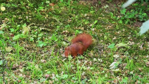 Eichhörnchen beim Fressen im Park