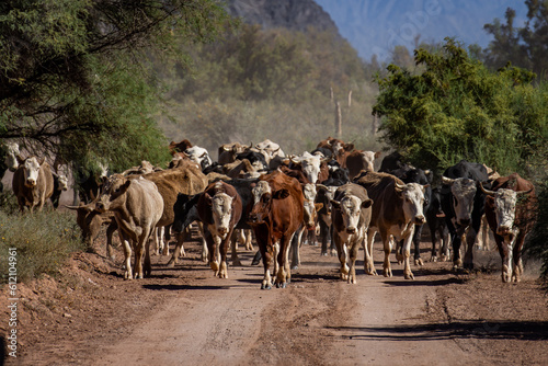 herd of cows being herded over the mountain © josho photographer