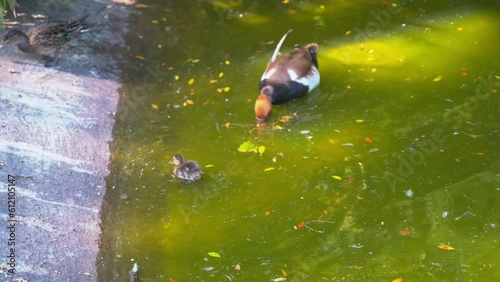 Entenküken schwimmen in einem Teich