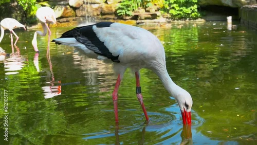 Storch in einem Teich