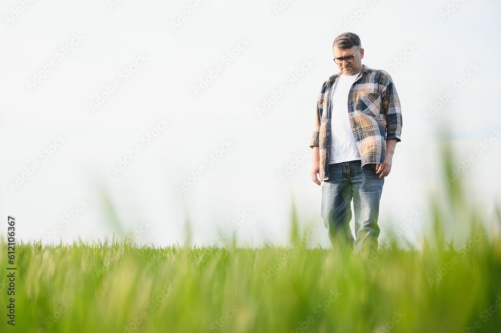 A young farmer inspects the quality of wheat sprouts in the field. The concept of agriculture.