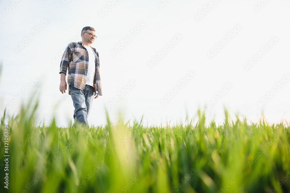 A young farmer inspects the quality of wheat sprouts in the field. The concept of agriculture. A young farmer inspects the quality of wheat sprouts in the field. The concept of agriculture.