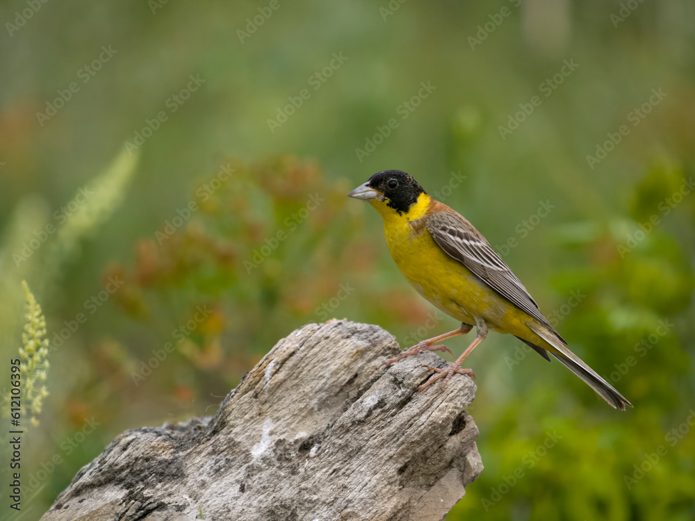 Obraz premium Black-headed bunting, Emberiza melanocephala,