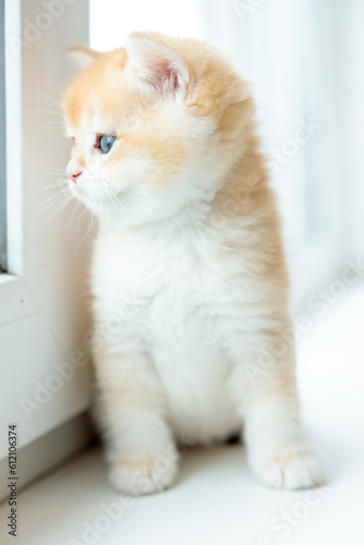 Kitten. British shorthair kitten golden color chinchilla