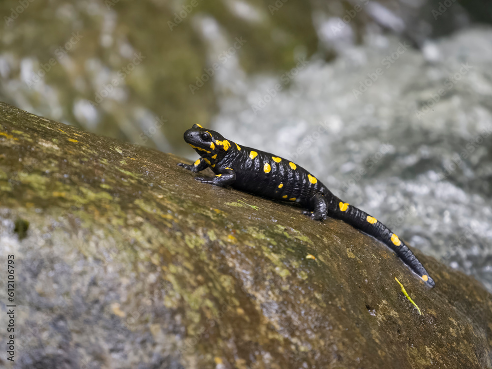 Fire salamander, Salamandra salamandra Fire salamander, Salamandra salamandra