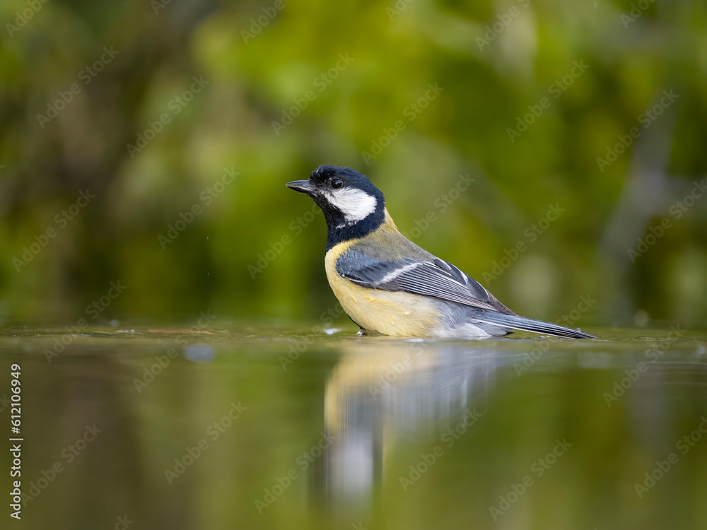 Obraz premium Great tit, Parus major