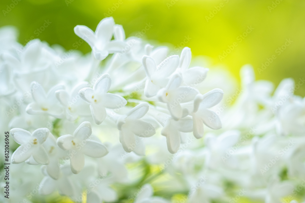 branch of white Himalayan lilac. Spring flowers concept. Blur and selective focus. Macro photo