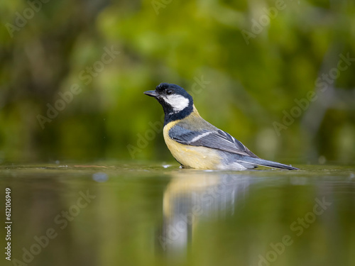 Great tit, Parus major