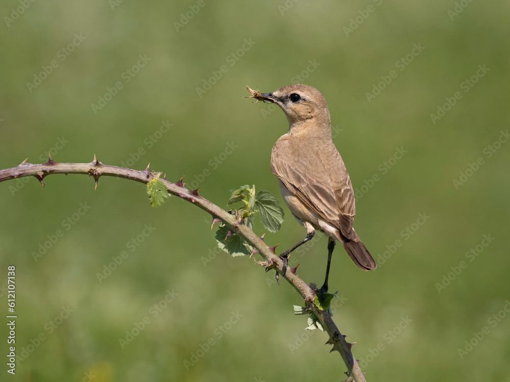 Fototapeta premium Isabelline wheatear, Oenanthe isabellina