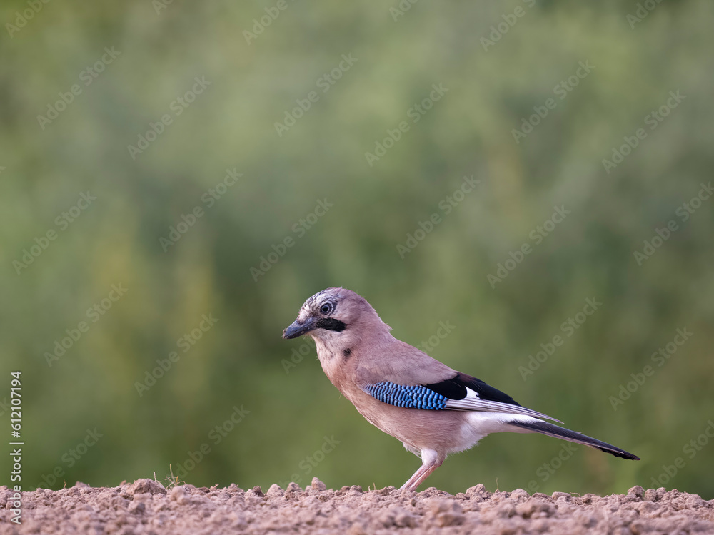Obraz premium Eurasian jay, Garrulus glandarius