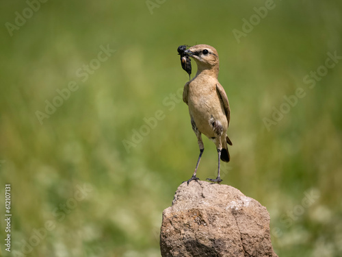 Isabelline wheatear, Oenanthe isabellina photo