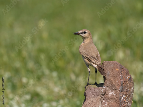 Wallpaper Mural Isabelline wheatear, Oenanthe isabellina Torontodigital.ca
