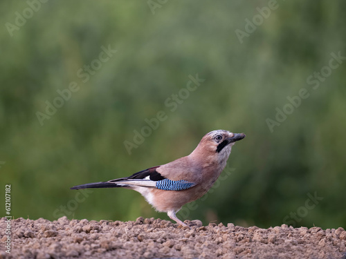 Eurasian jay, Garrulus glandarius