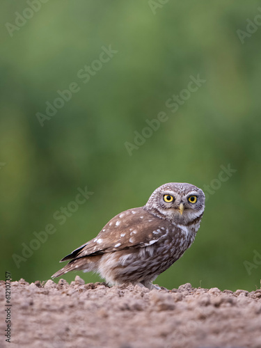 Little owl, Athene noctua,