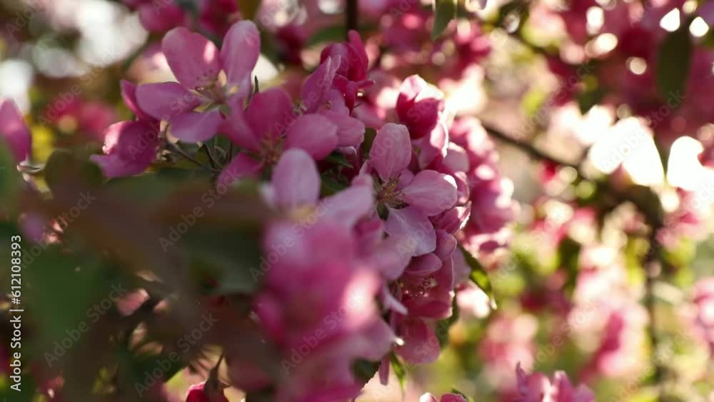 Pink apple blossoms in the rays of the setting sun Pink apple blossoms in the rays of the setting sun