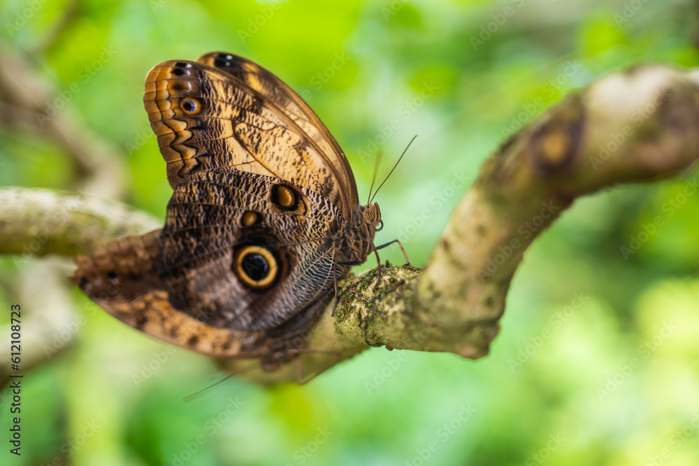 Close up of beautiful brown and blue tropical butterfly in Botanic Garden, Prague, Europe Close up of beautiful brown and blue tropical butterfly in Botanic Garden, Prague, Europe