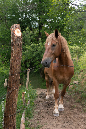 a red Carpathian horse stands in a meadow and poses for the camera