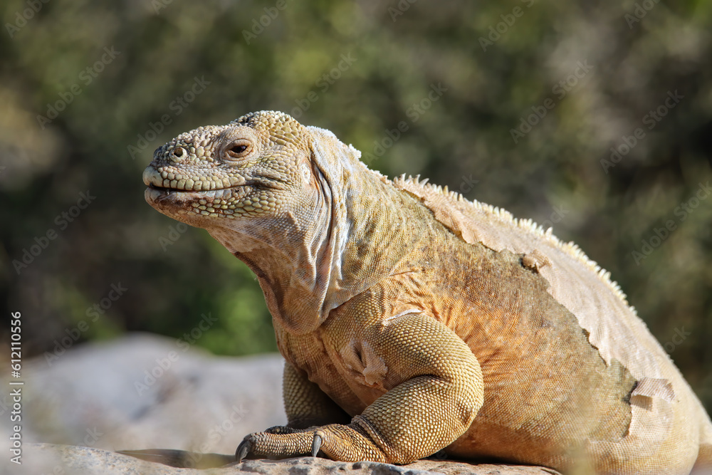 Fototapeta premium Barrington land iguana on Santa Fe Island, Galapagos National Park, Ecuador