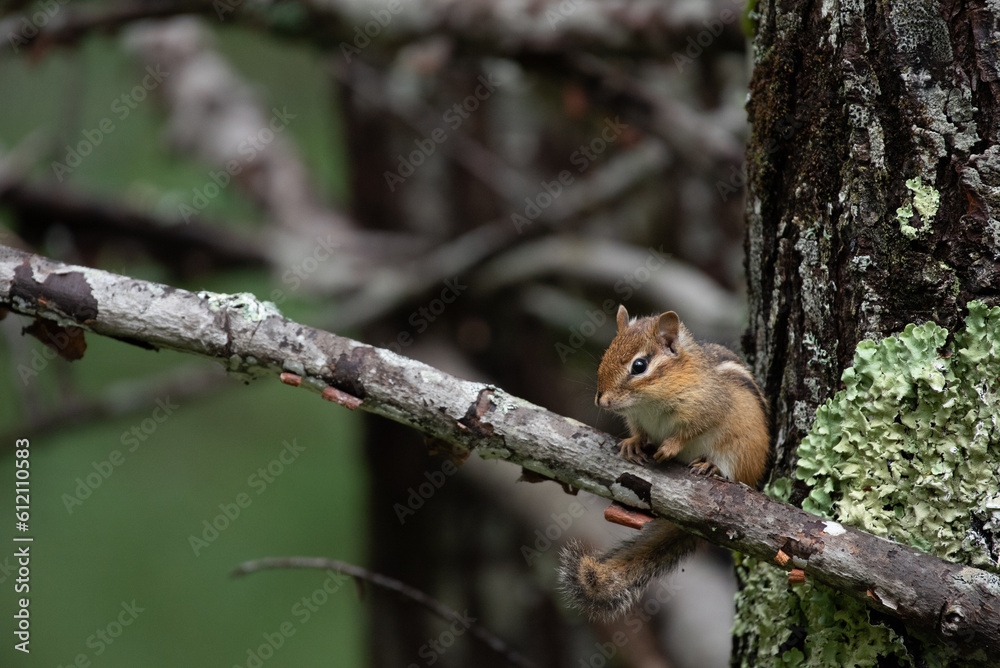 Eastern Chipmunk