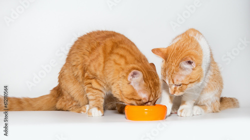 Photography Two red cats eat food together